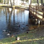 Seniorzy stoją na mostku i karmią kaczki w stawie
